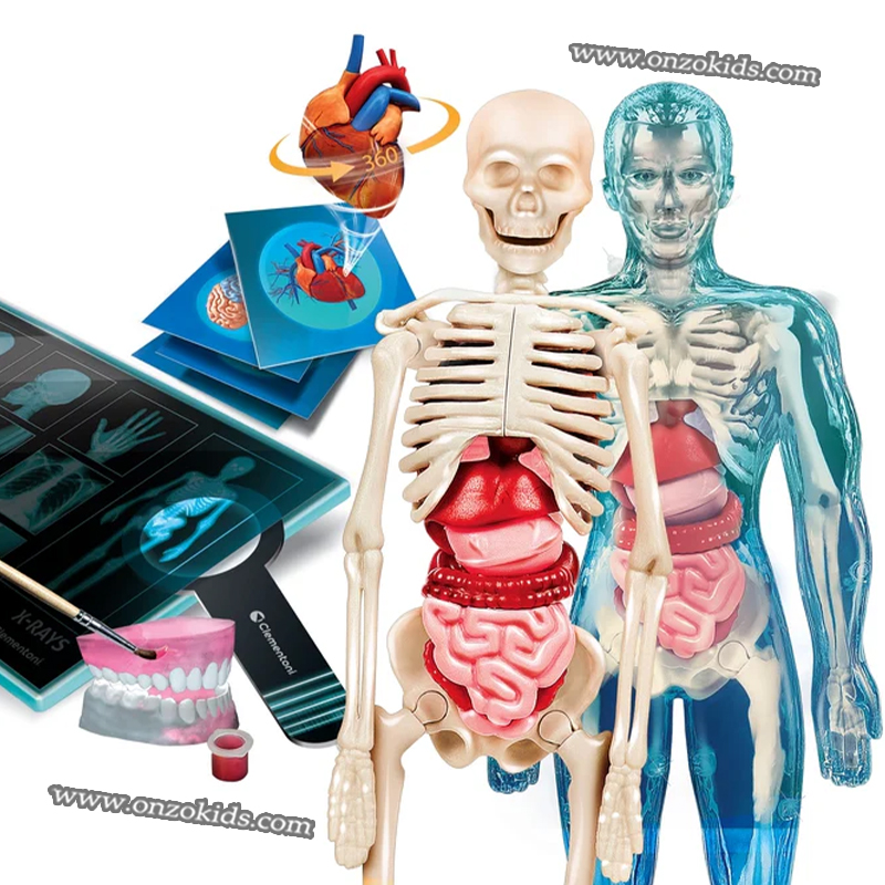 Jeu Scientifique laboratoire d’anatomie – Clementoni – Image 2
